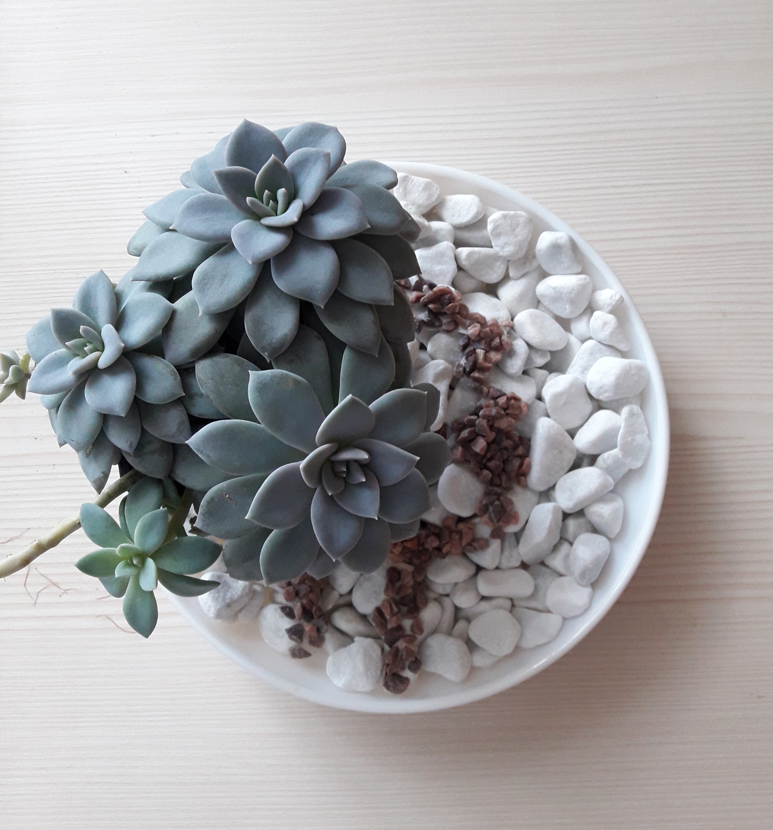succulents in tabletop